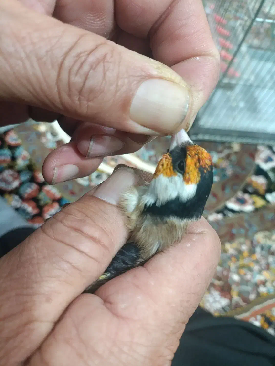 سهره دهن باغی بخون تازه تخت|پرنده|دیواندره, |دیوار