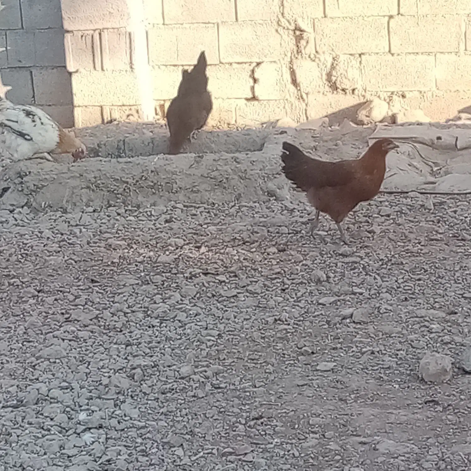 خلنگ فروشی|حیوانات مزرعه|سیدان, |دیوار