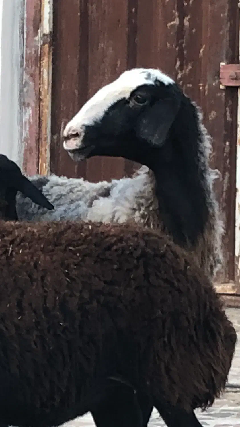 شیشک میش ابستن چالی(بره بزغاله)گوسفند|حیوانات مزرعه|جعفرآباد, |دیوار