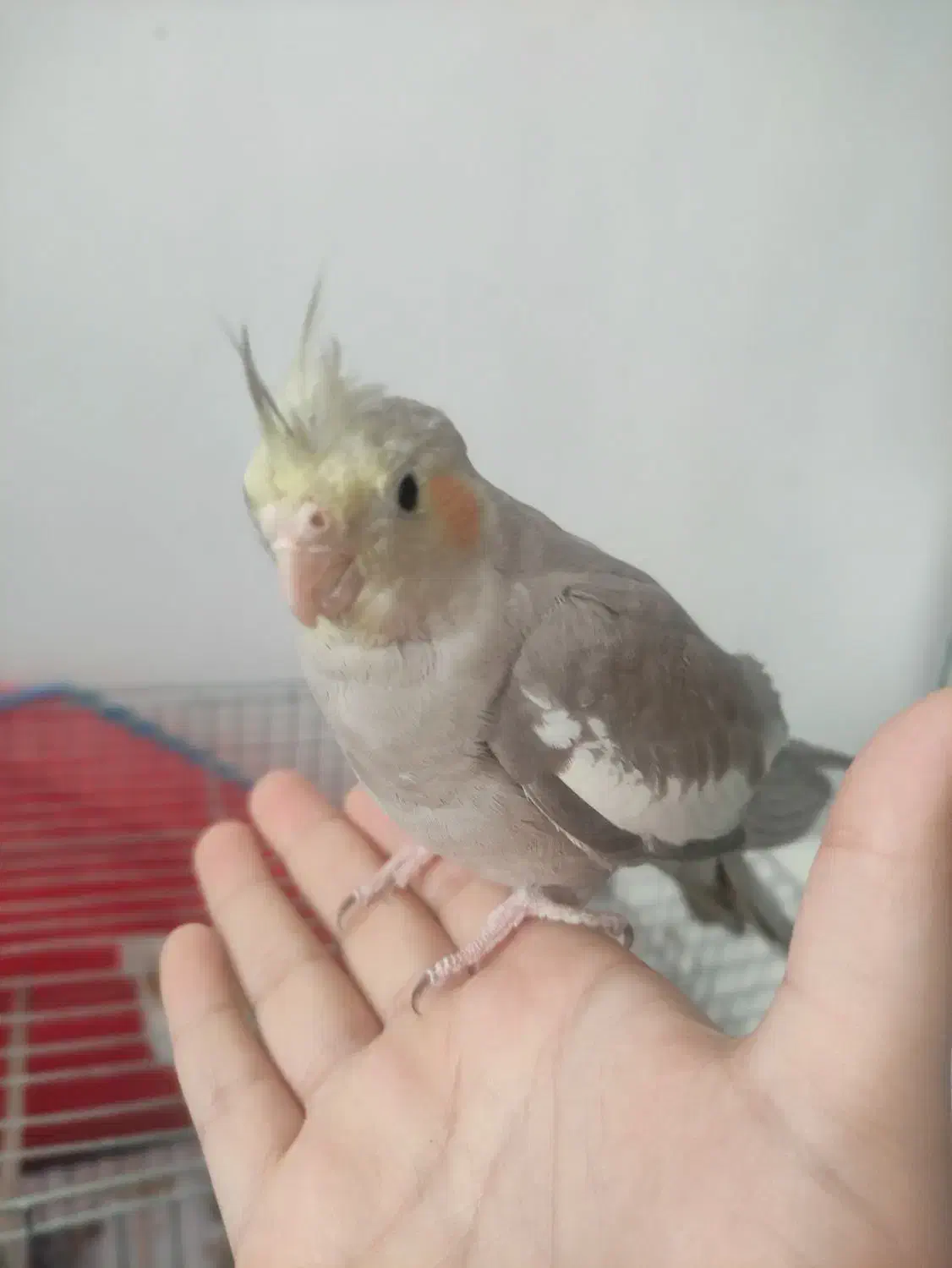 فروش کوتوله و جوجه عروس دون خور|پرنده|شاهرود, |دیوار