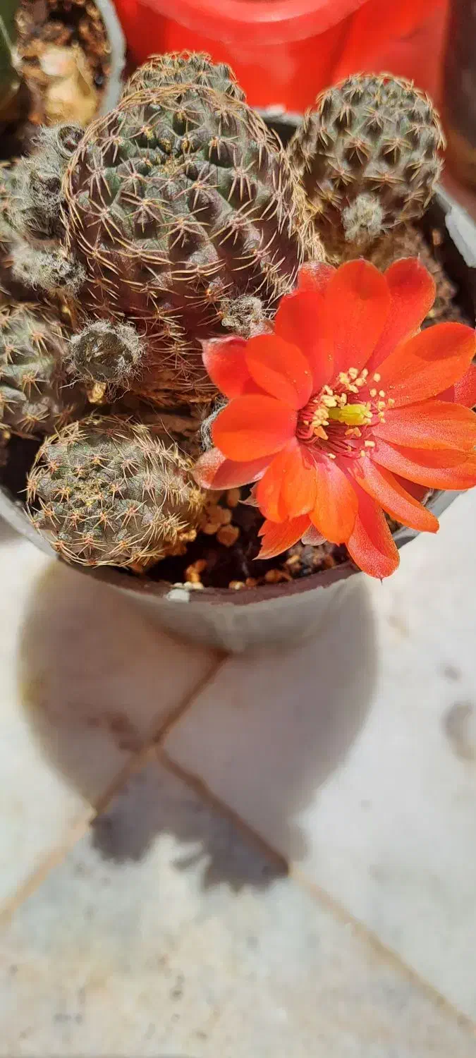چهار عدد کاکتوس به فروش میرسد|گل و گیاه طبیعی|شاهین‌شهر, نظامی|دیوار