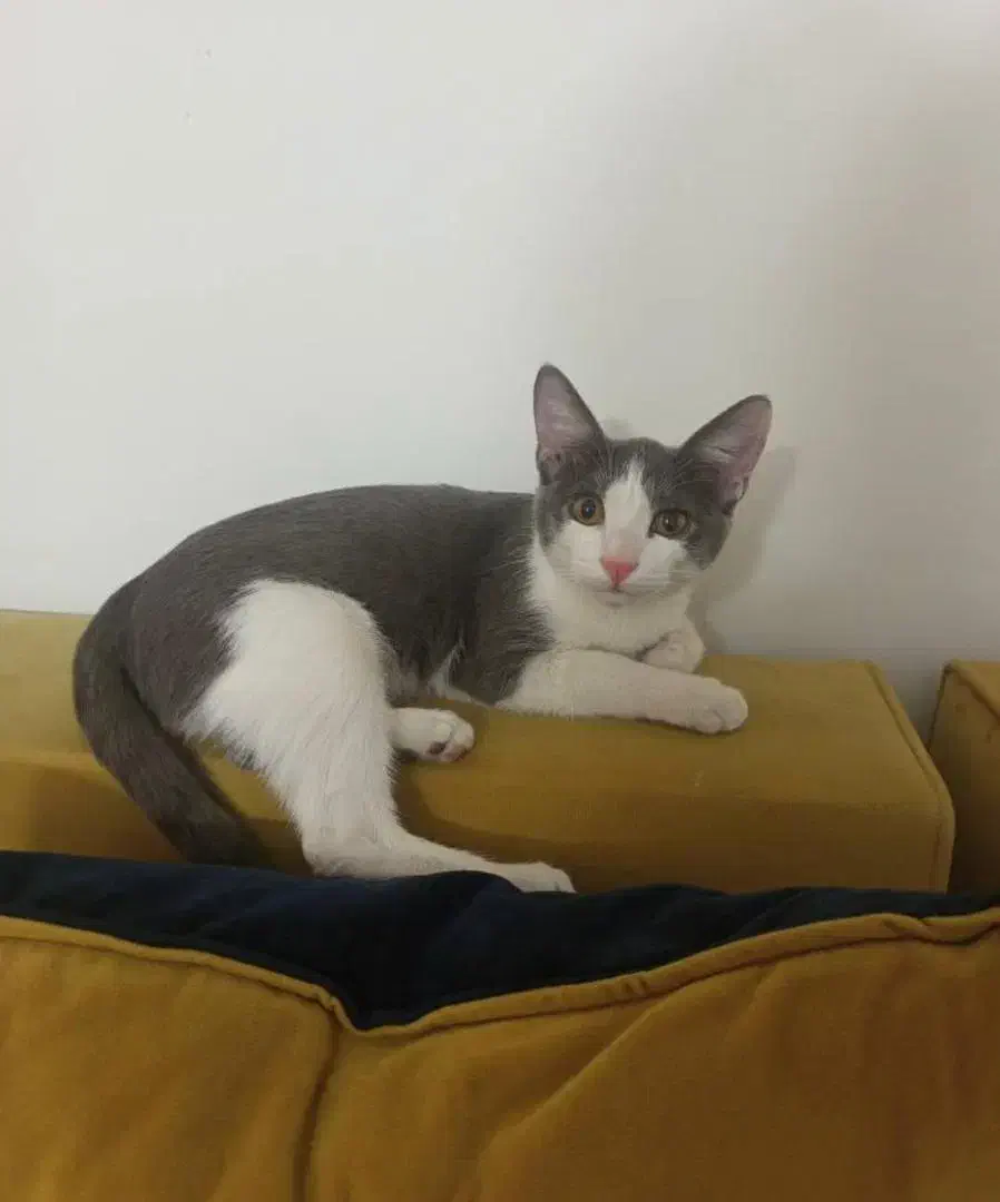 گربه ای پنج ماه گمشده|حیوانات|فردیس, سپید دشت|دیوار