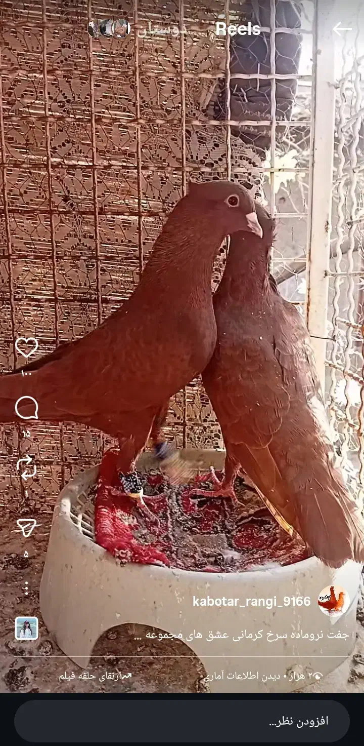 چند تا حیوون عتیقه|پرنده|تربت‌حیدریه, بی بی حسنیه|دیوار