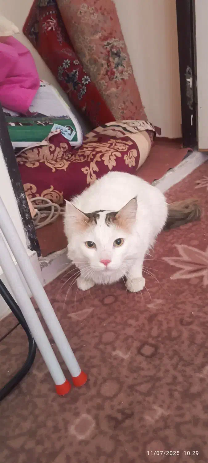 وگذاری گربه نژاد دار - رایگان|گربه|زنجان, |دیوار