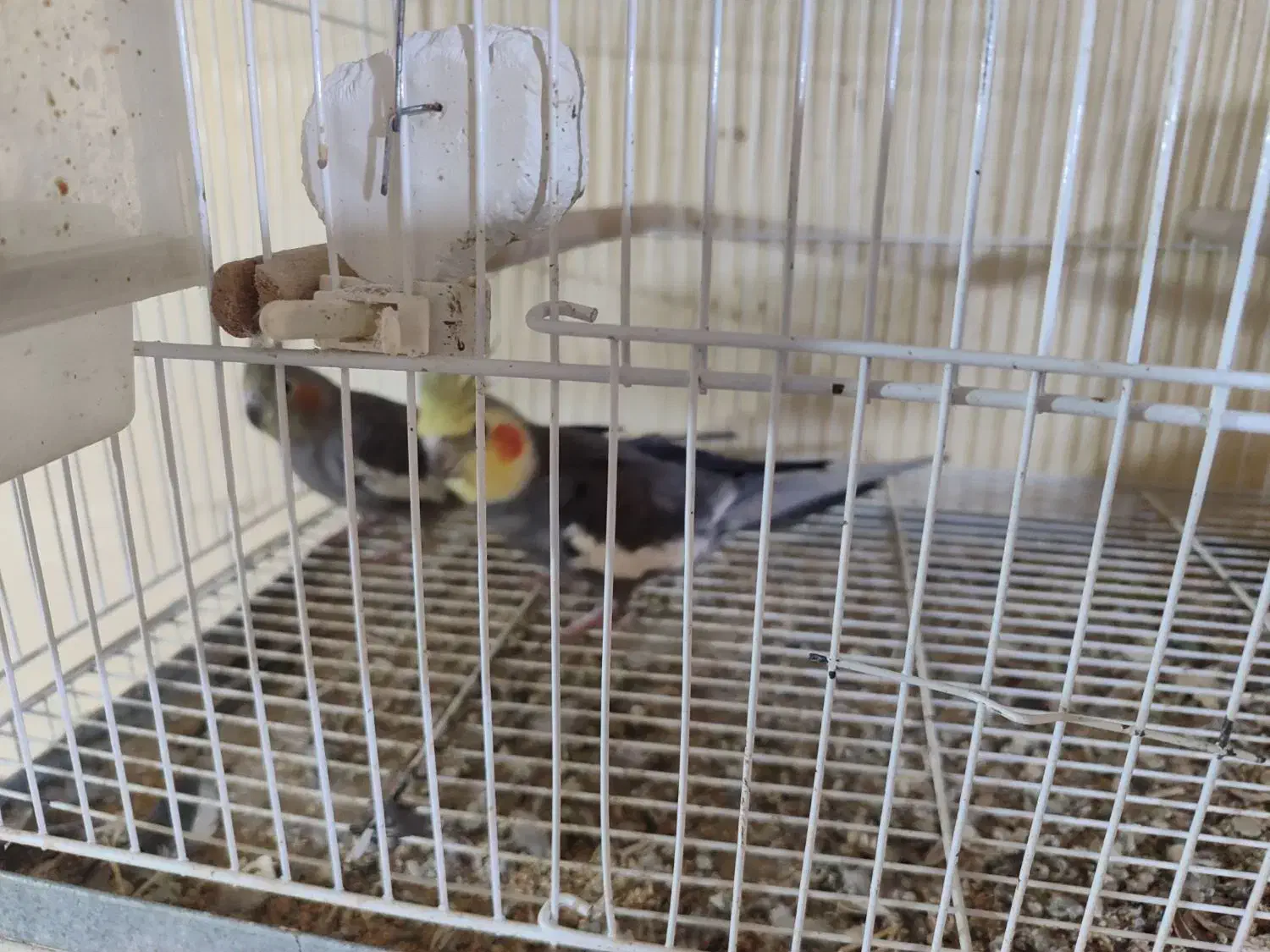 ۲ جفت مولد|پرنده|تالش, طولارود|دیوار