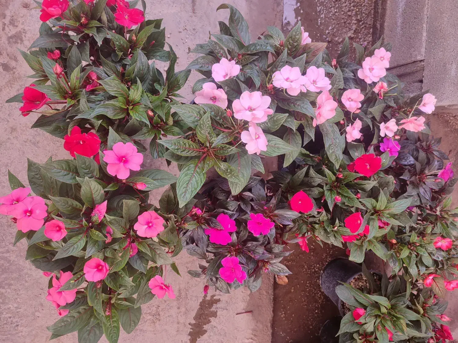 فروش گیاهان گلدار و آپارتمانی|گل و گیاه طبیعی|مشهد, شهرک صنعتی توس|دیوار