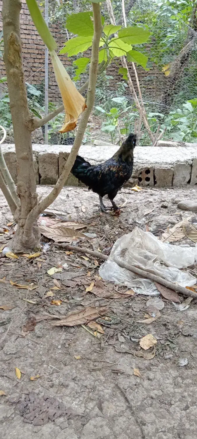 غاز و خروس|حیوانات مزرعه|گرگان, |دیوار