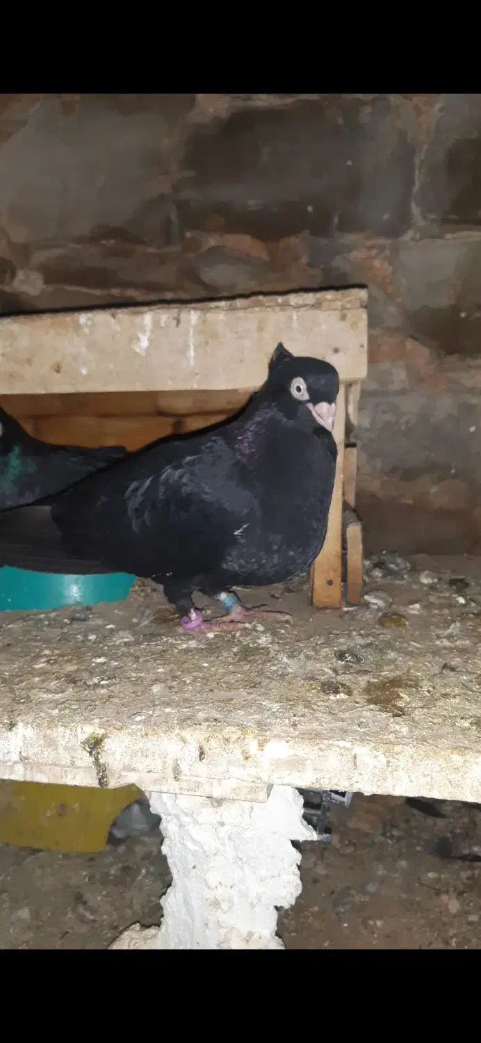 کفتر چند جفت|پرنده|اهواز, امانیه|دیوار