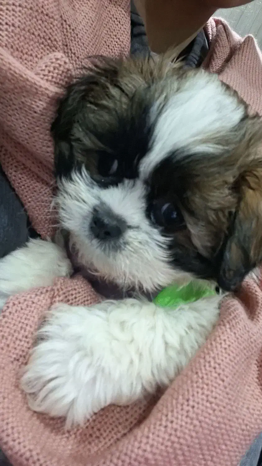 سگ پودل مالتز|سگ|پردیس, فاز ۱۱|دیوار