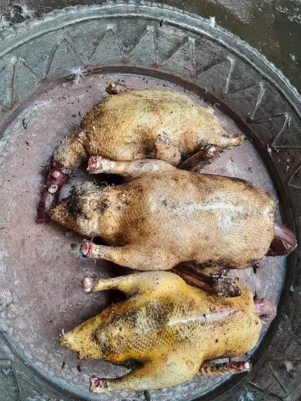 غاز و اردک اسرائیلی محلی|حیوانات مزرعه|رشت, علی آباد|دیوار