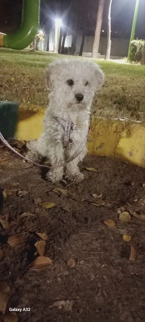 گمشده|حیوانات|نجف‌آباد, ویلاشهر|دیوار