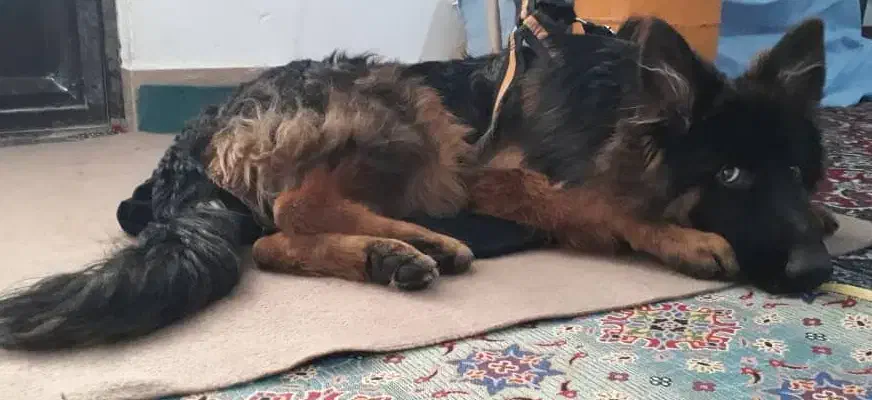 ژرمن بلک فیس|سگ|بهبهان, |دیوار