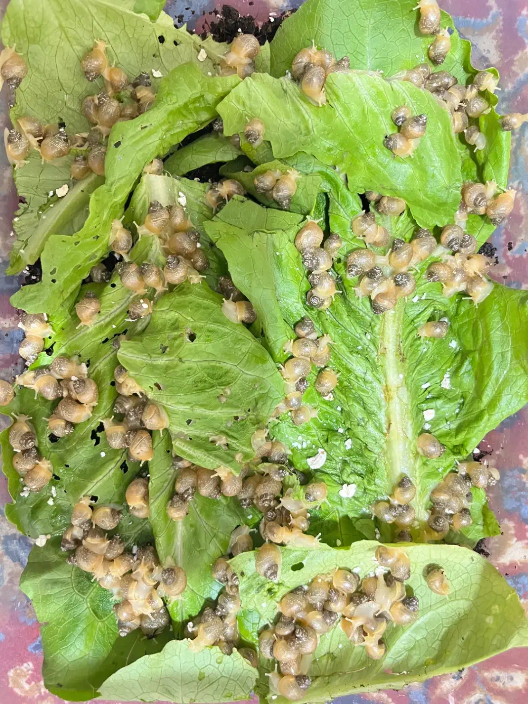 حلزون|خزنده|خرم بید, |دیوار