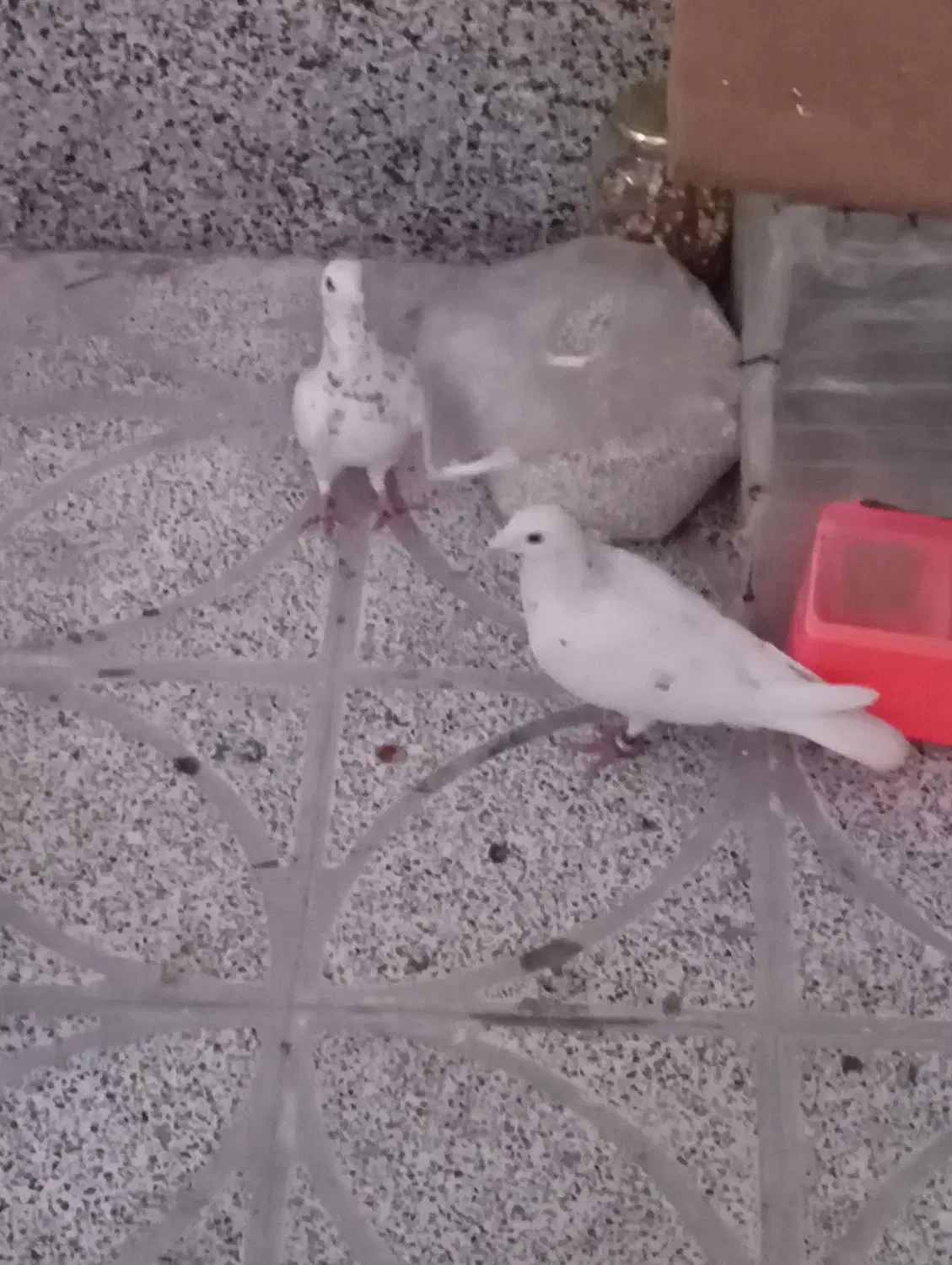 دورگ|پرنده|شاهین‌شهر, شهرک گلدیس|دیوار