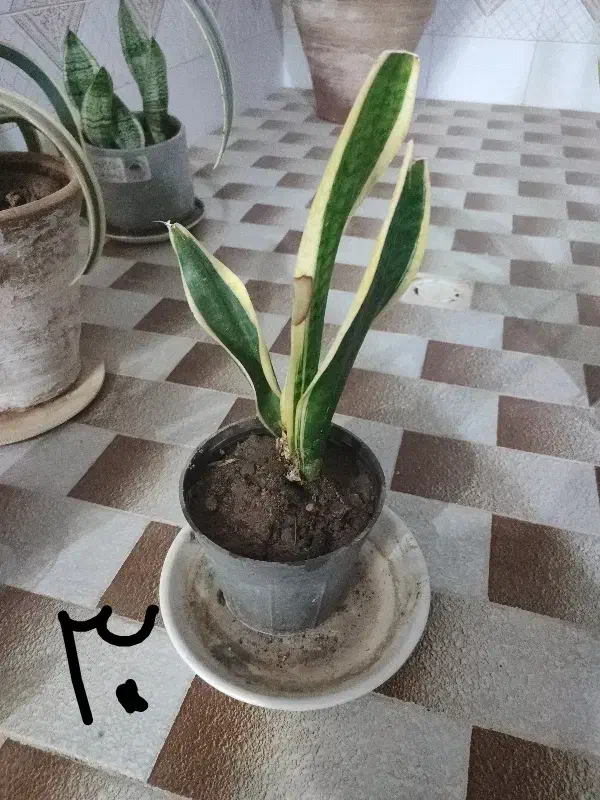 تعدادی گل ارزان|گل و گیاه طبیعی|میبد, |دیوار