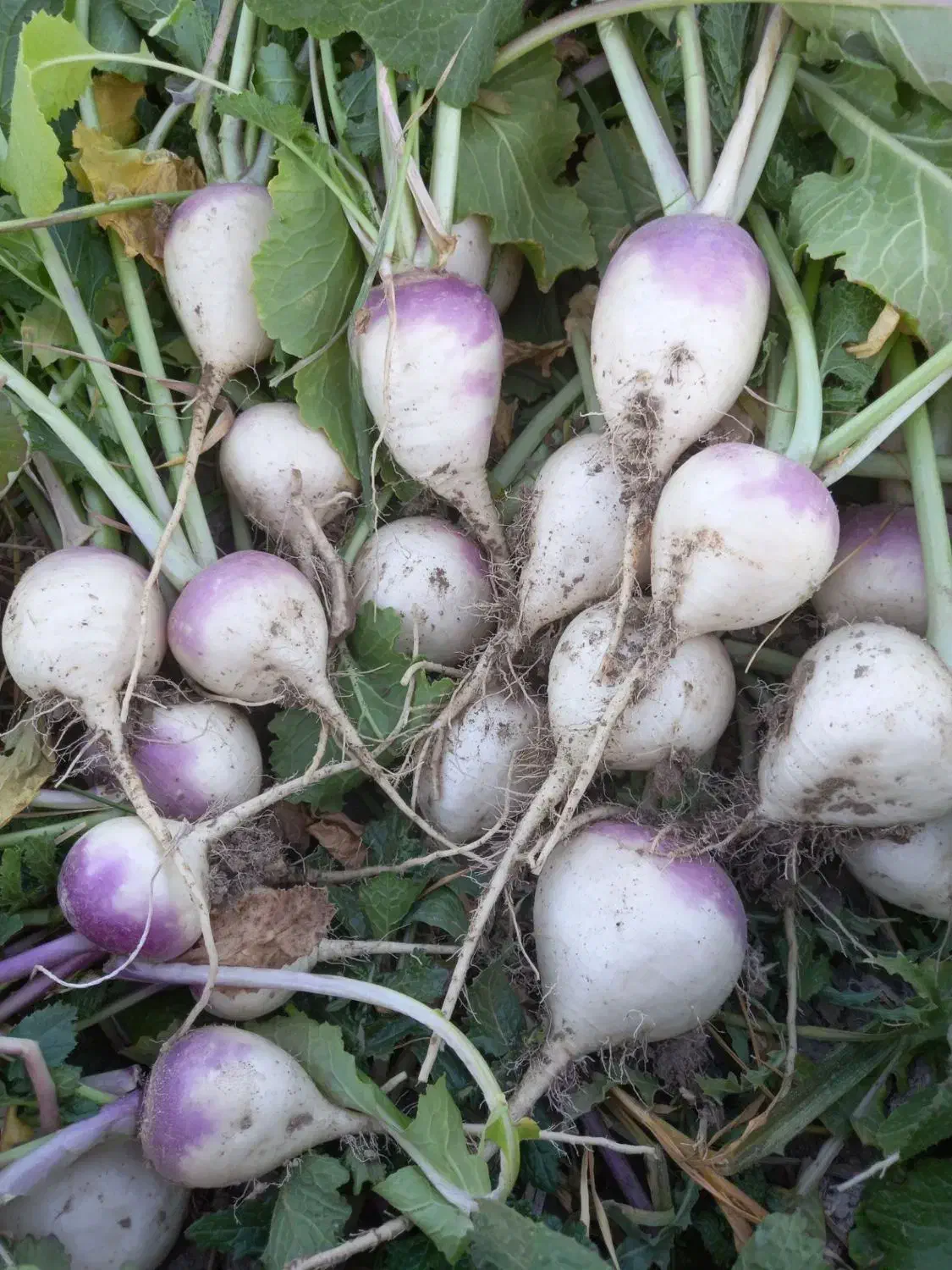 شلغم|خوردنی و آشامیدنی|گلبهار, نوبهار|دیوار