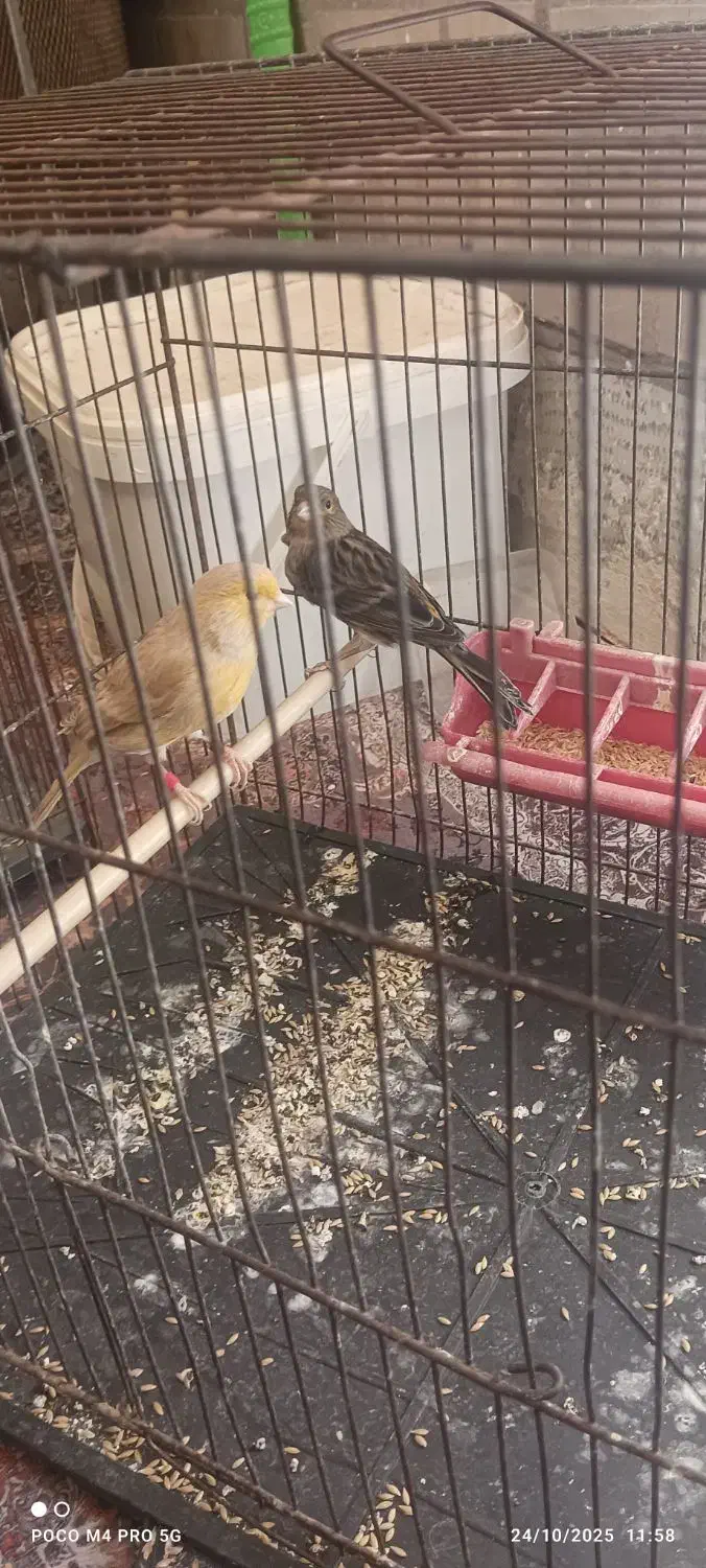 فروش سه عدد ماده قناری|پرنده|اهواز, منازل سپاه|دیوار