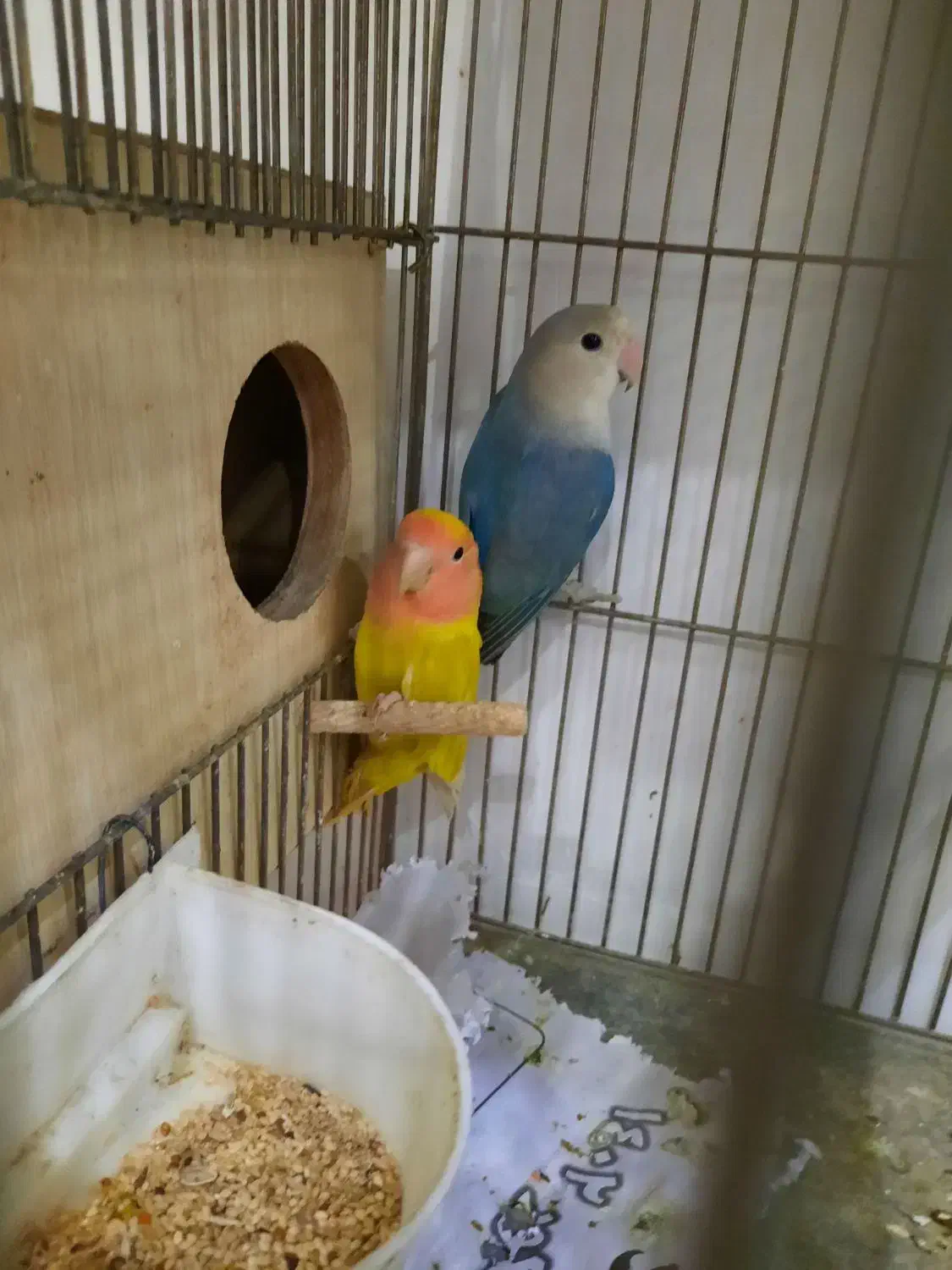 طوطی برزیلی های نر بالغ رزیکولیس زرد ابی معاوضه|پرنده|گلستان (تهران), |دیوار