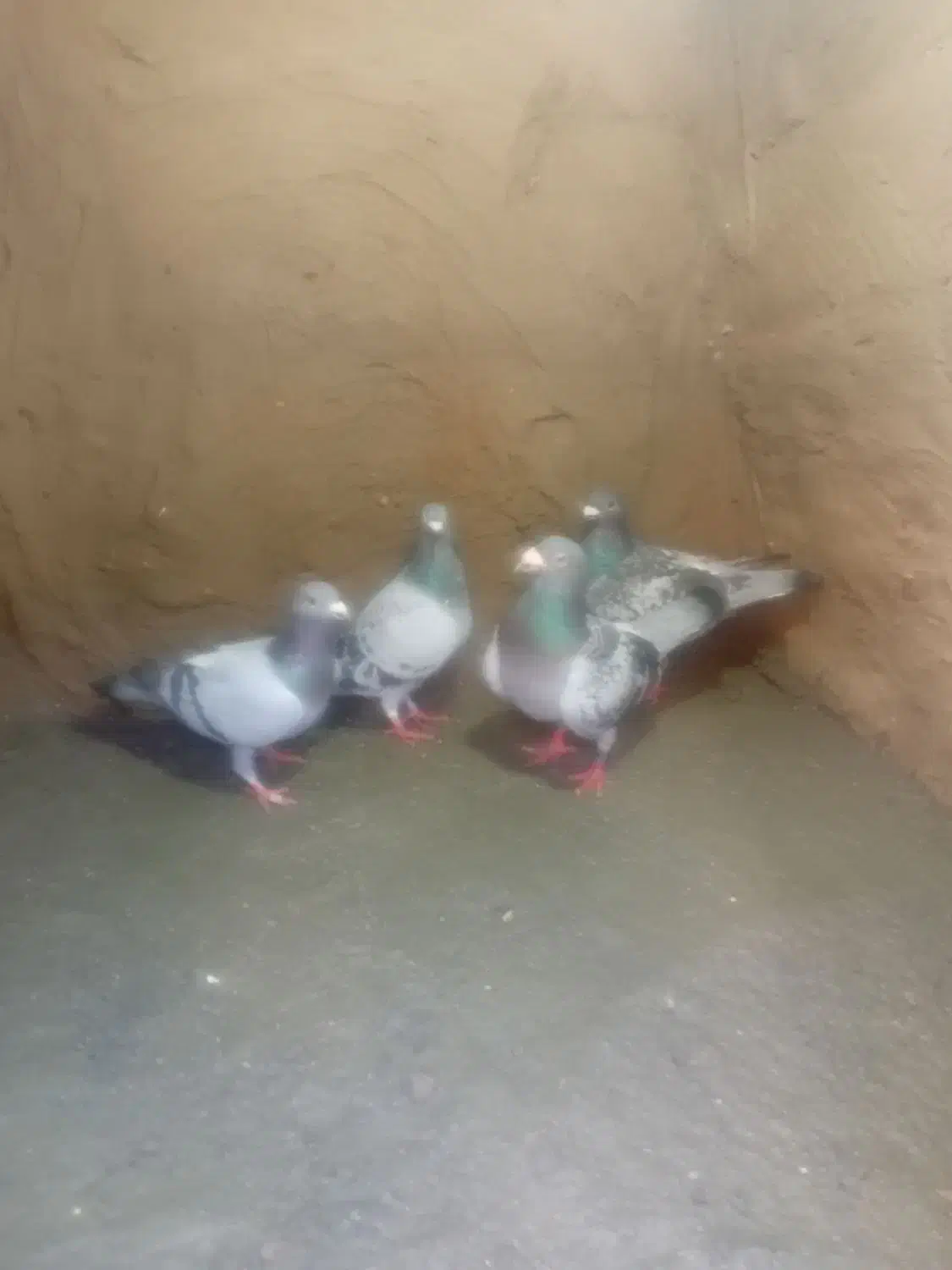 کفتر کبوتر|حیوانات|چناران, |دیوار