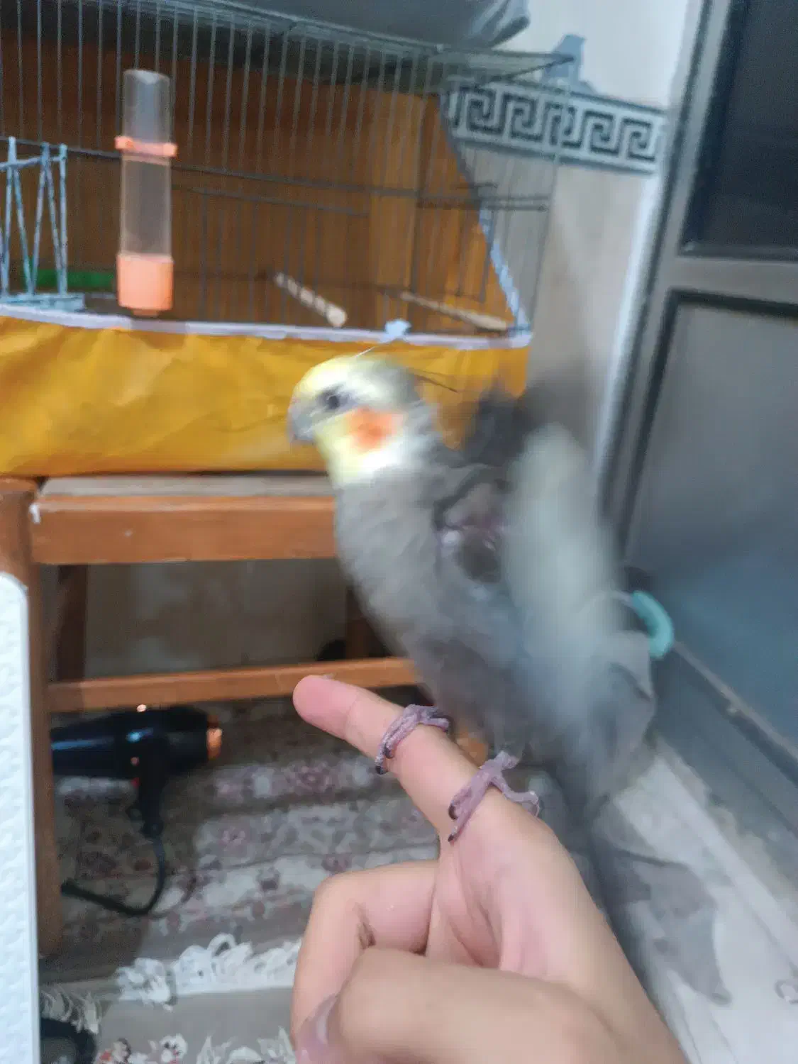 عروس هلندی سخنگو دستی|پرنده|پاکدشت, پاکدشت (مامازند)|دیوار