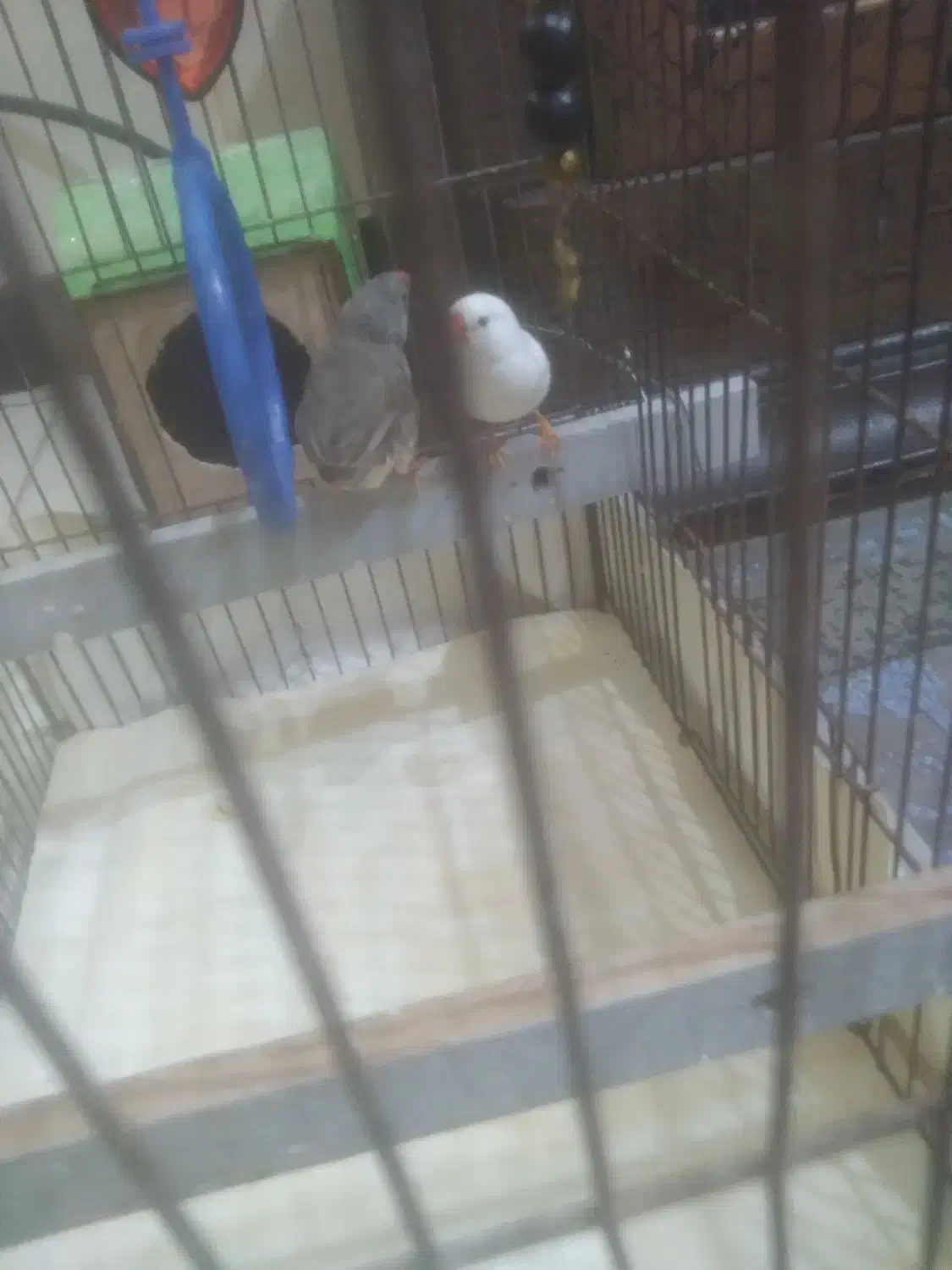 ۵۰۰۰ پونصد|پرنده|خلخال, |دیوار