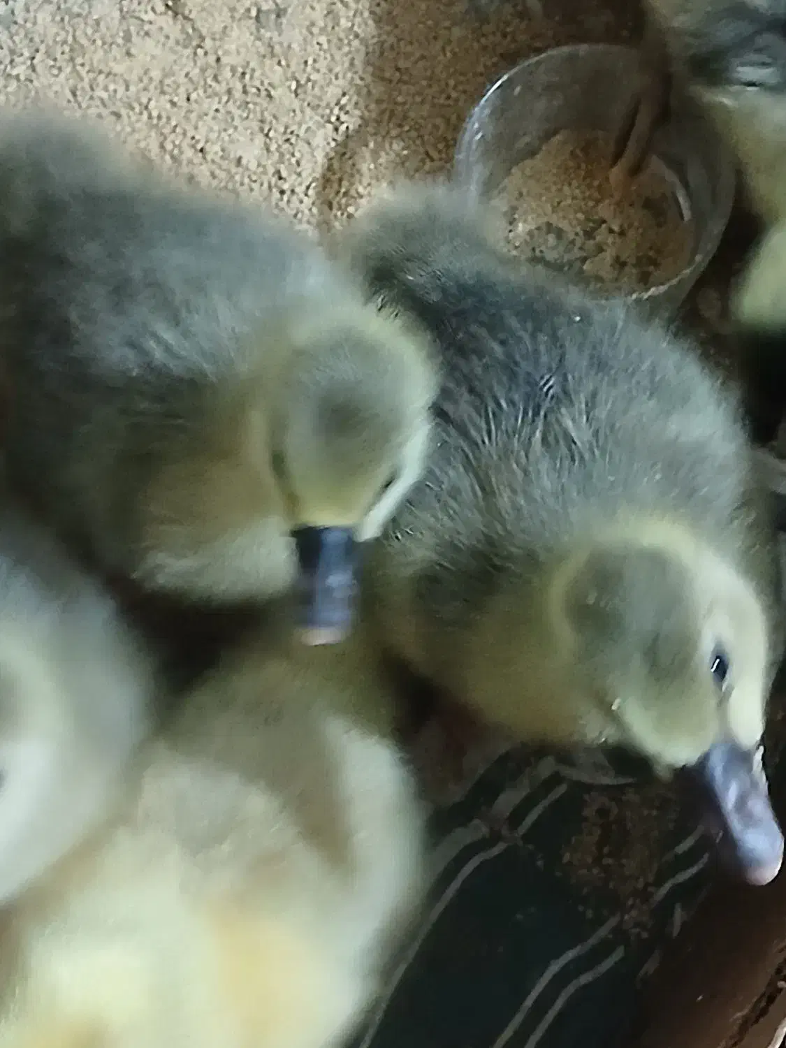 بچه غاز|حیوانات مزرعه|ساری, |دیوار