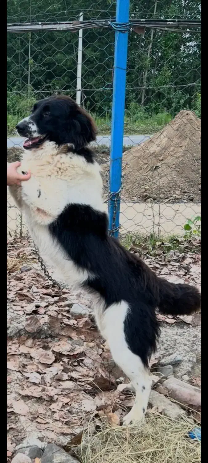 سگ قهره جانی گمشده|حیوانات|صومعه‌سرا, |دیوار