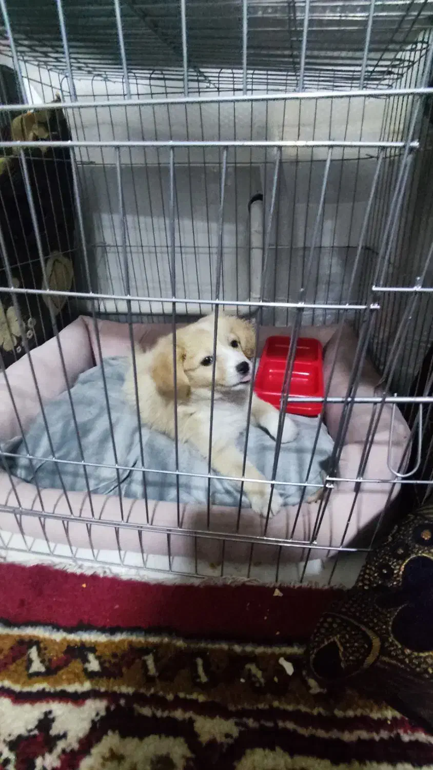 سگ پاکوتاه  پامر اشپیتز اصیل خانگی و تربیت شده|سگ|تبریز, |دیوار