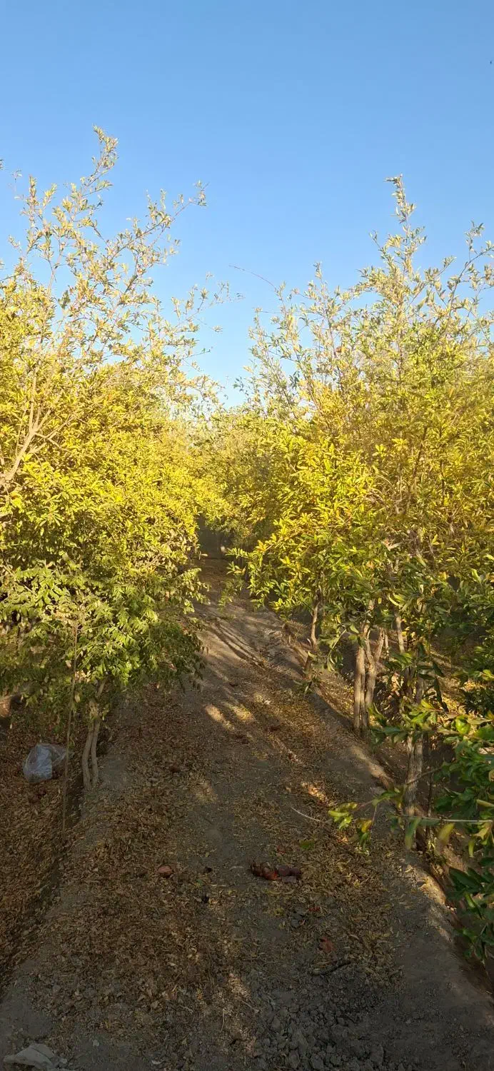 باغ چهار دیواری تک برگ سند اتوبان فرودگاه|فروش زمین و ملک کلنگی|اصفهان, قهجاورستان|دیوار