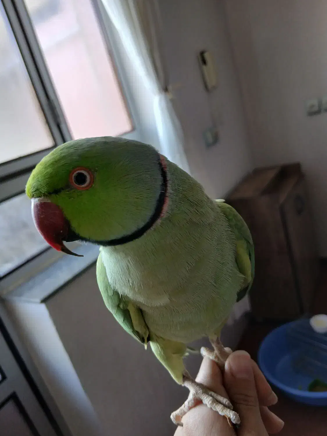 طوطی|پرنده|سراب, |دیوار