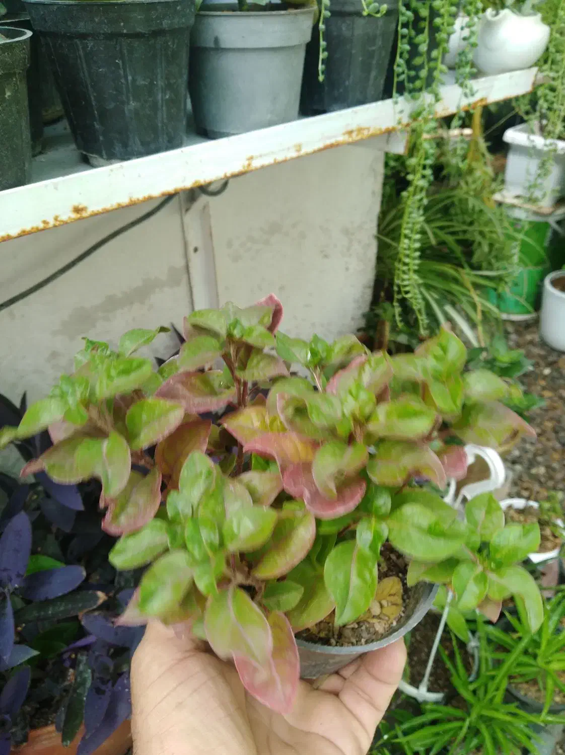 بنسای خرفه|گل و گیاه طبیعی|نیشابور, مازول|دیوار