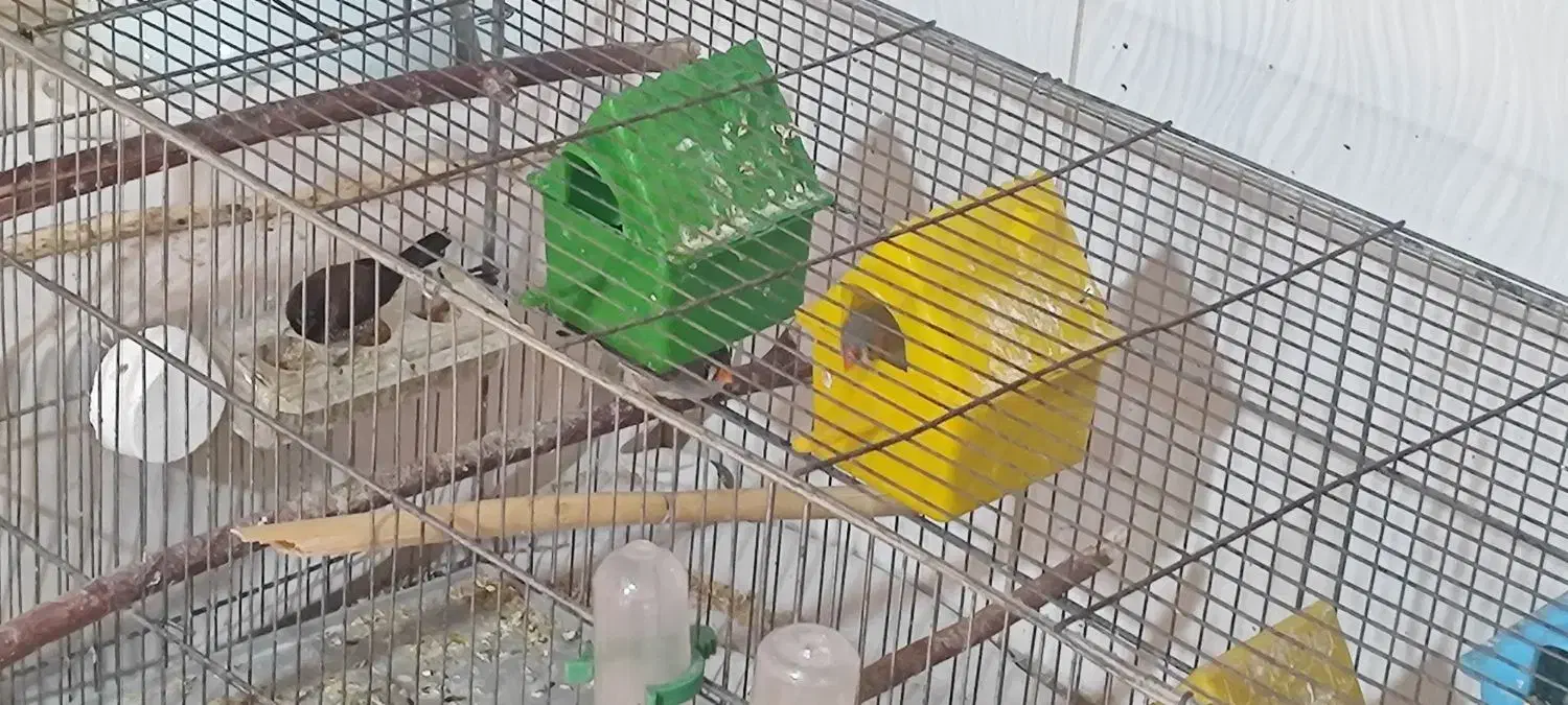 فنچ|پرنده|کوار, |دیوار