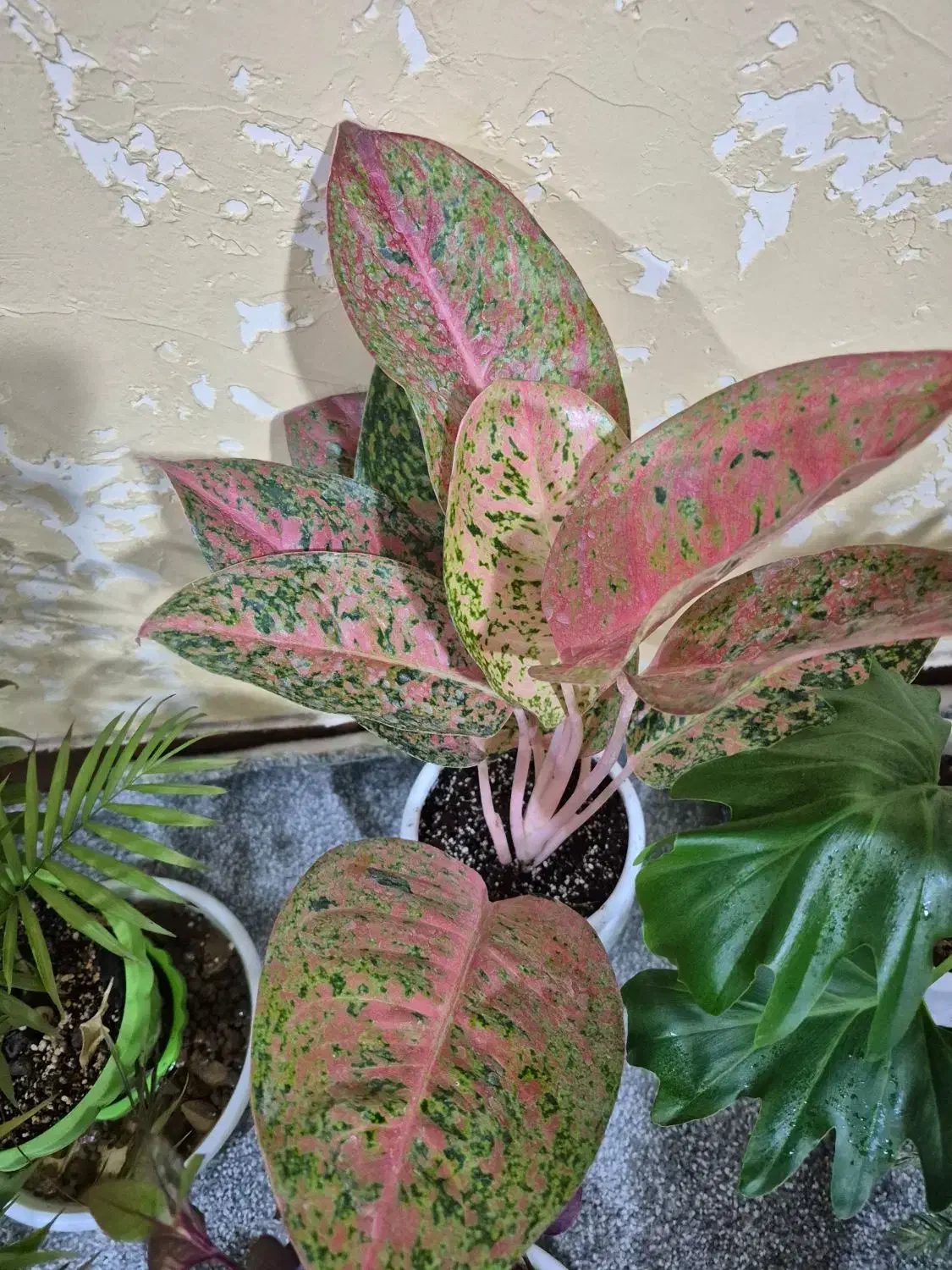 نیروی خدماتی|استخدام سرایداری و نظافت|آبادان, |دیوار