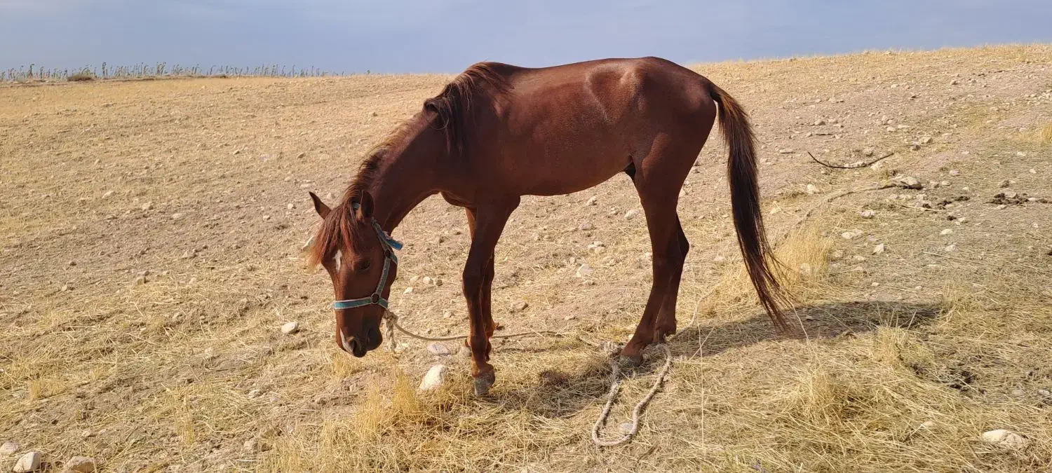 اسب|اسب و تجهیزات اسب‌سواری|بجنورد, |دیوار