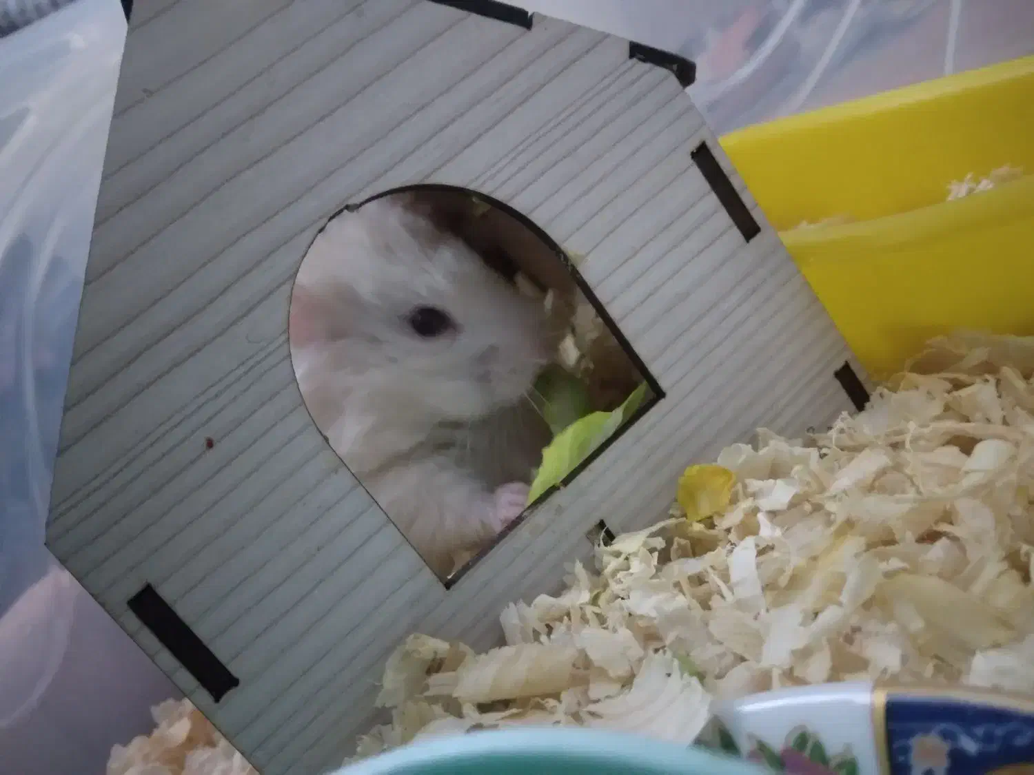 همستر سوری|موش و خرگوش|قم, پردیسان|دیوار