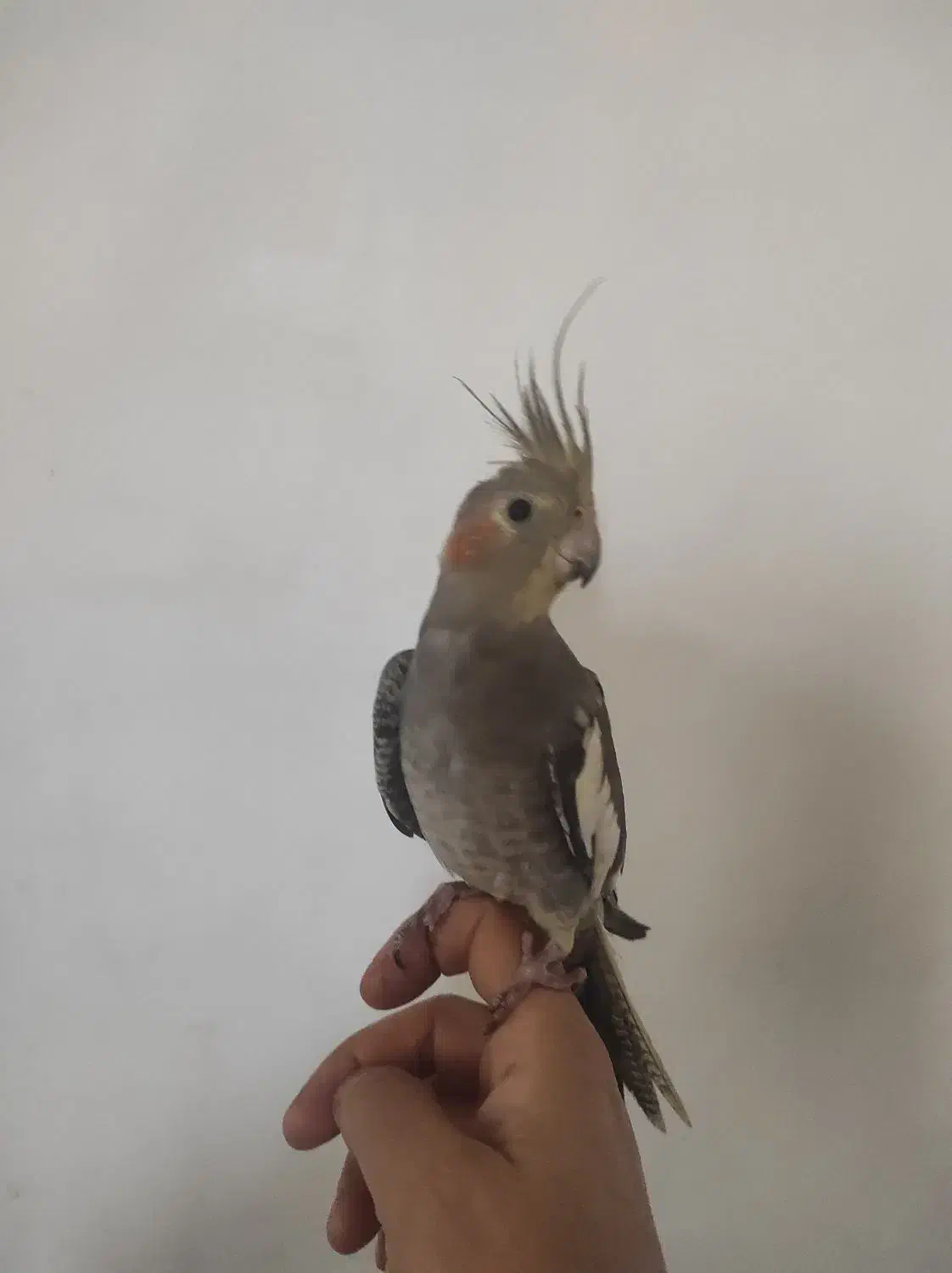 عروس هلندی|پرنده|بروجرد, |دیوار