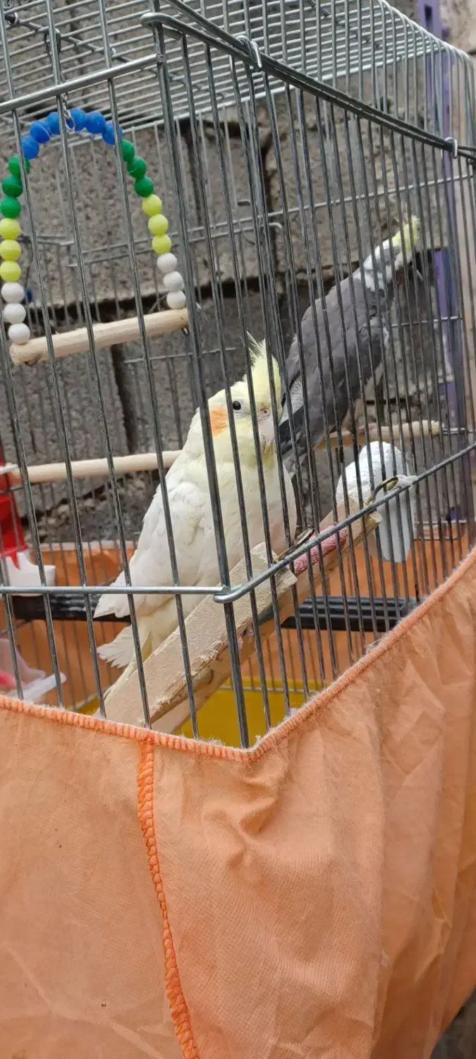 عروس هلندی|پرنده|مسجد سلیمان, |دیوار