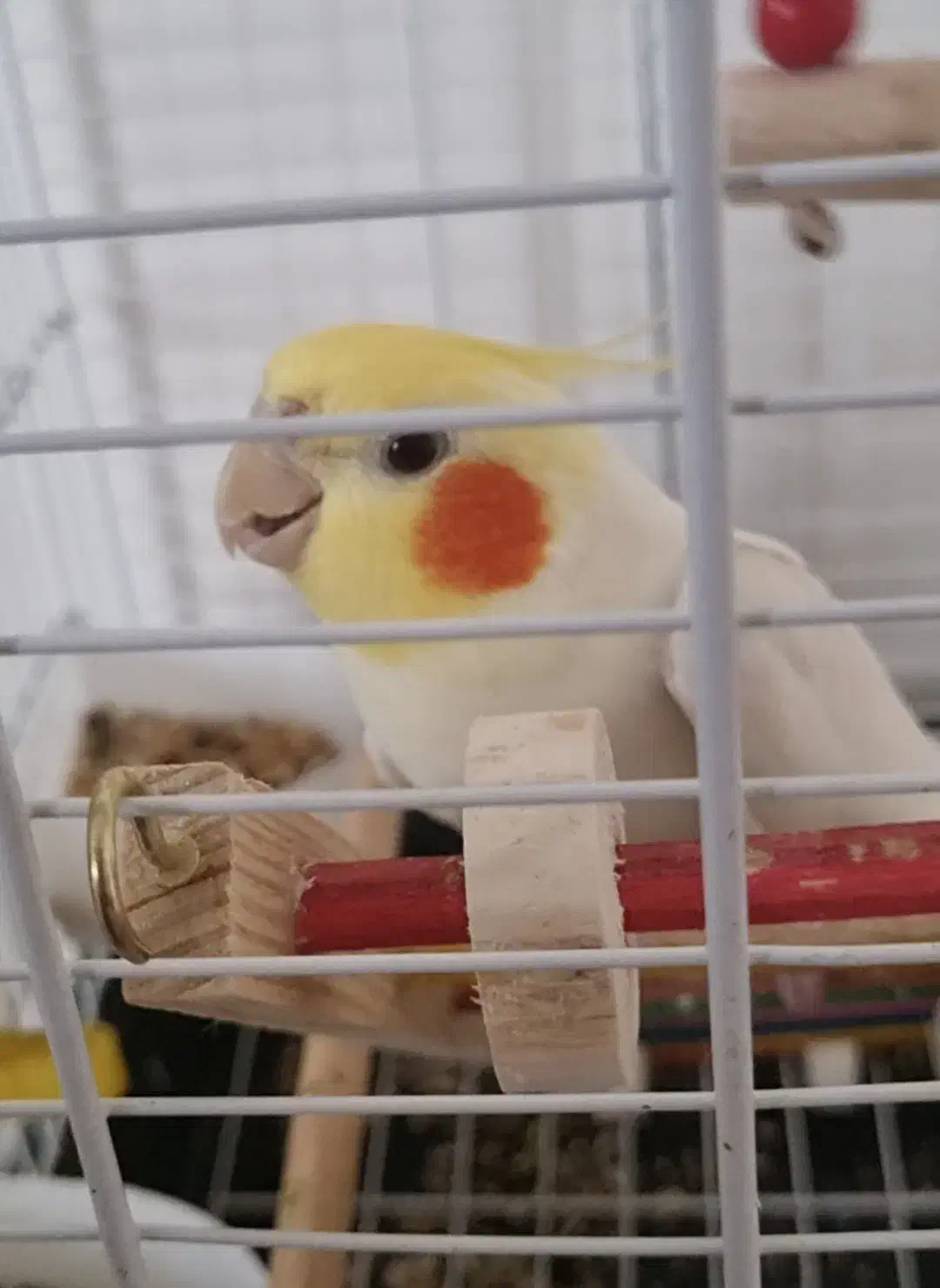 گم شده عروس هلندی|پرنده|بندر کنگان, |دیوار