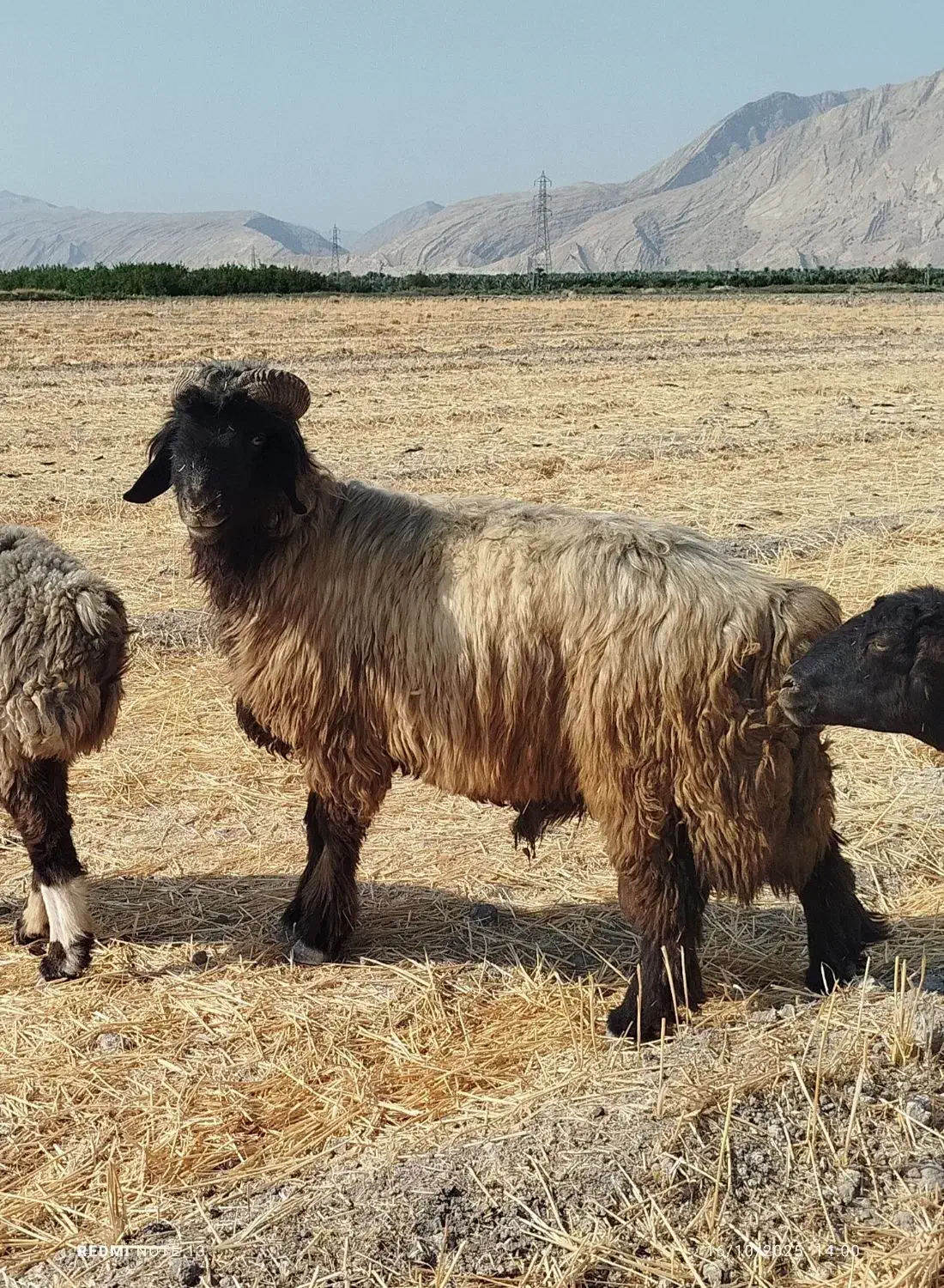 قوچ میش بز پازن کهره بره|حیوانات مزرعه|قیروکارزین, |دیوار