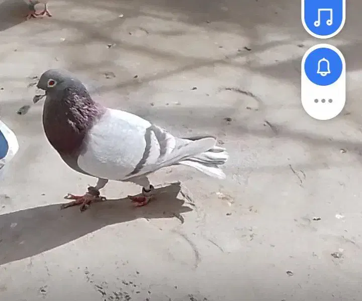 آلمانی|حیوانات|کاشمر, |دیوار