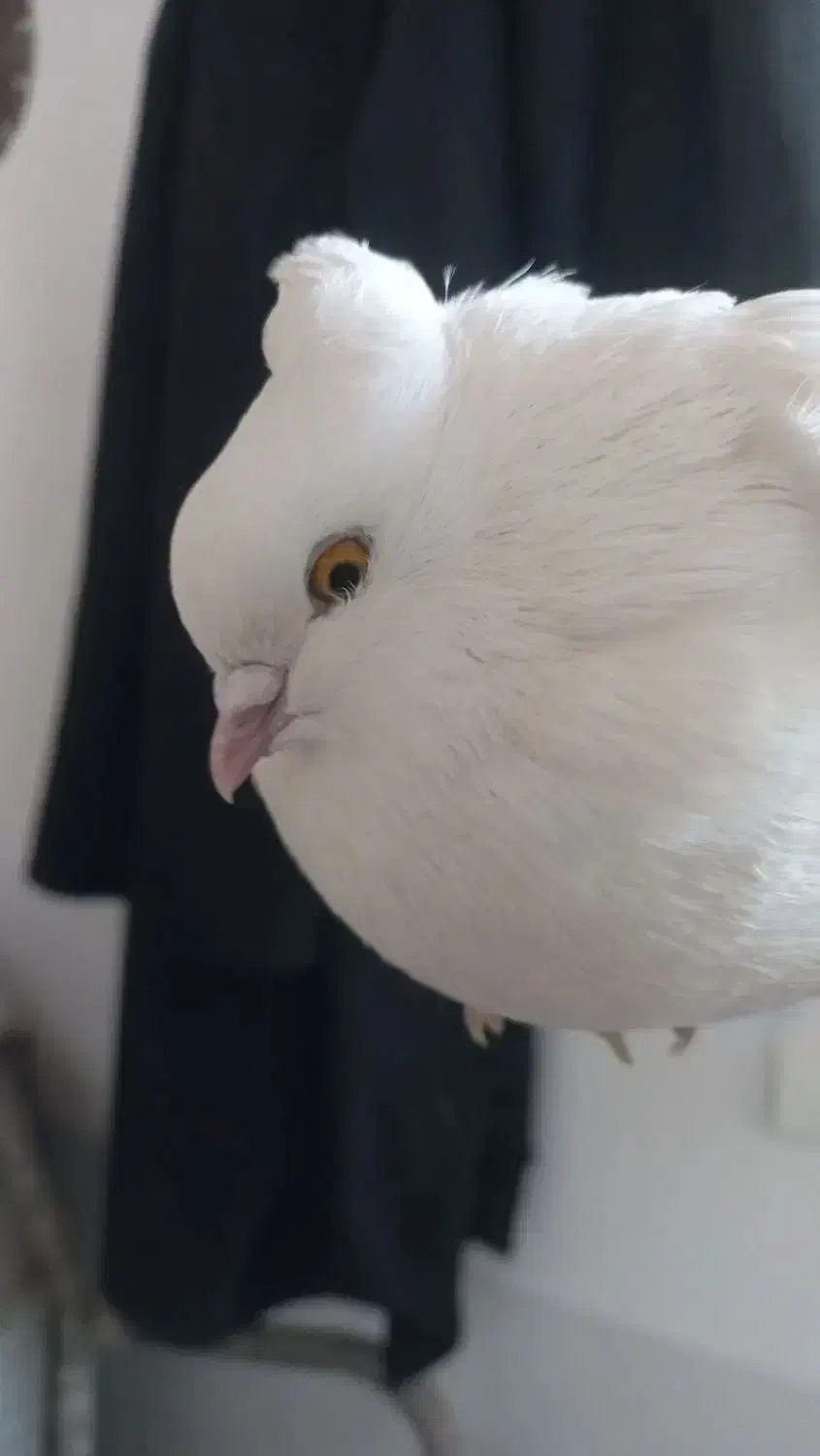 دو جفت کبوتر سفید چش زرد یک جفت چش سیاه|پرنده|معصومیه, |دیوار