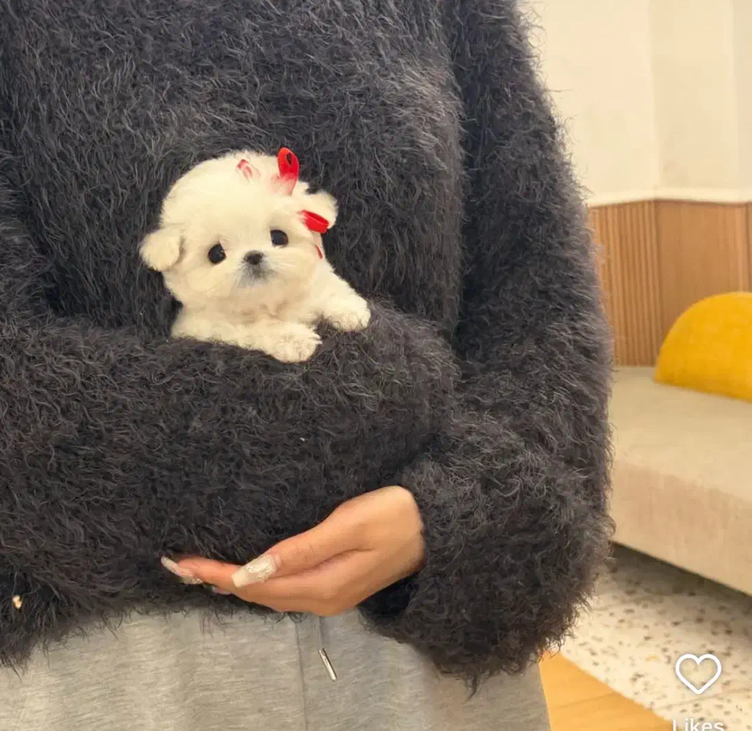 سگ جیبی ۲ماهه|سگ|تهران, سردارجنگل|دیوار