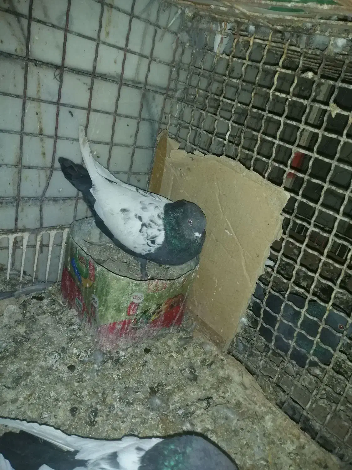 یه جفت سینه سیاه درجه یک بدون دم پوز|پرنده|داراب, |دیوار