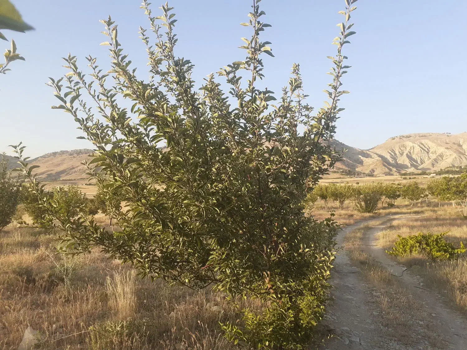 فروش باغ دارای سند رسمی دشتروم|فروش دفتر صنعتی، کشاورزی، تجاری|یاسوج, |دیوار