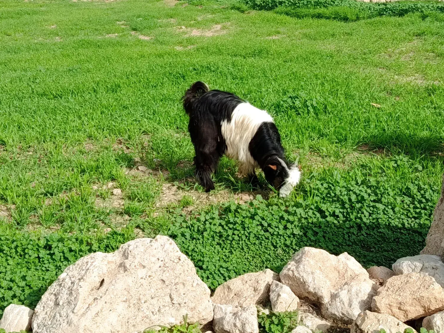 تیشتر|حیوانات مزرعه|مسجد سلیمان, |دیوار