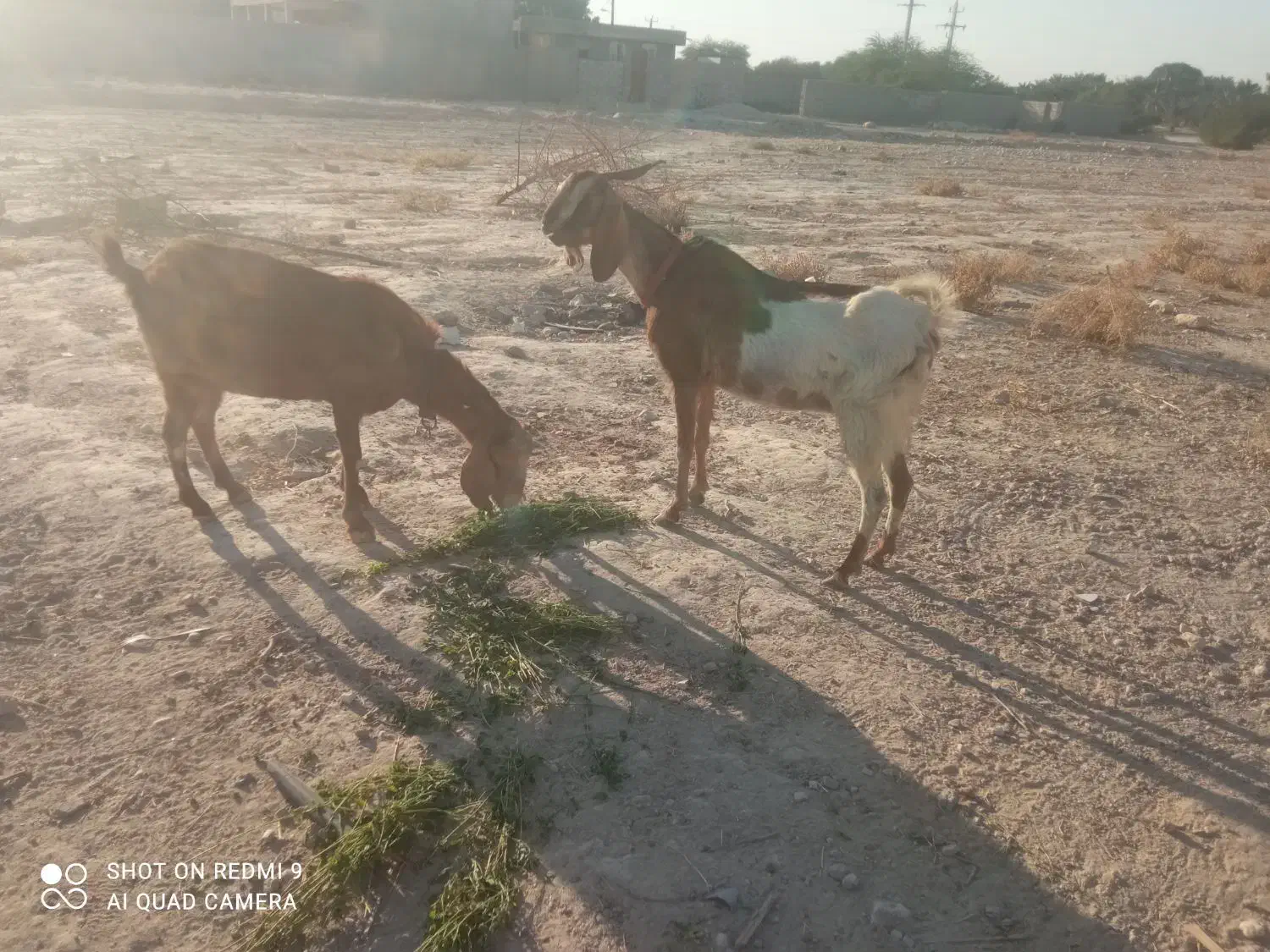 بزه|حیوانات مزرعه|خورموج, |دیوار