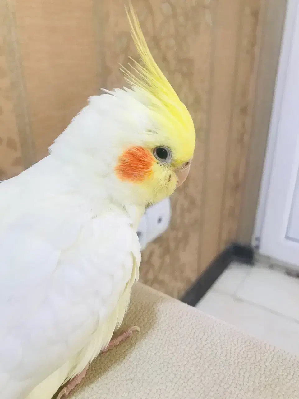 عروس هلندی|پرنده|شیراز, شهرک فرزانگان|دیوار