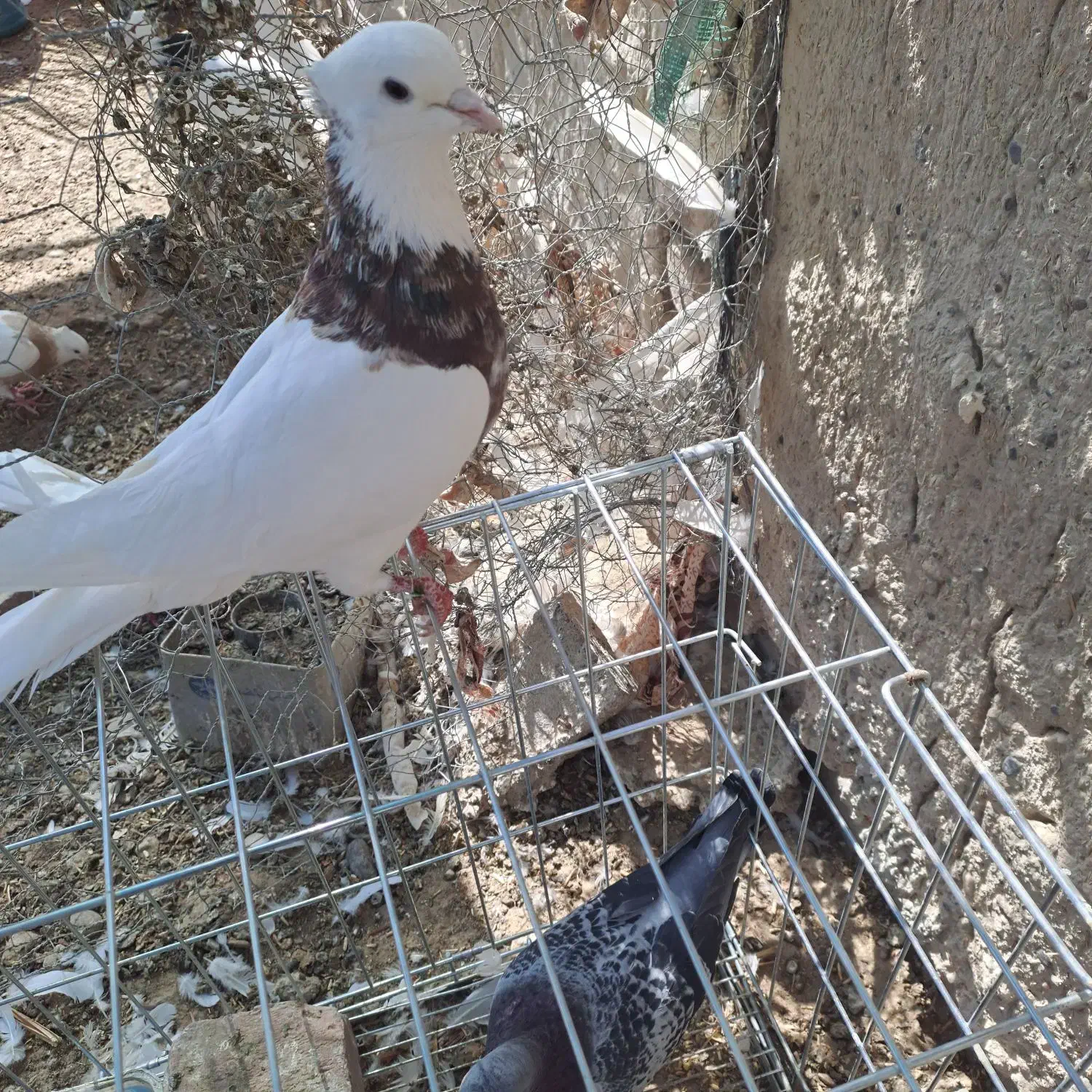 کبوتر طوقی کرمانشاهی|پرنده|هامون, |دیوار