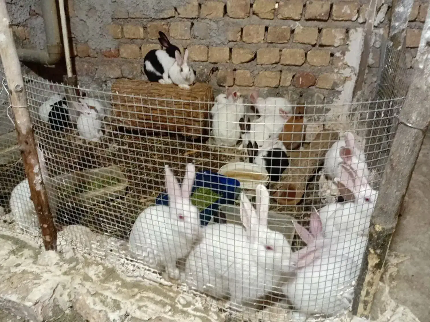 خرگوش|موش و خرگوش|تهران, بلوار کشاورز|دیوار