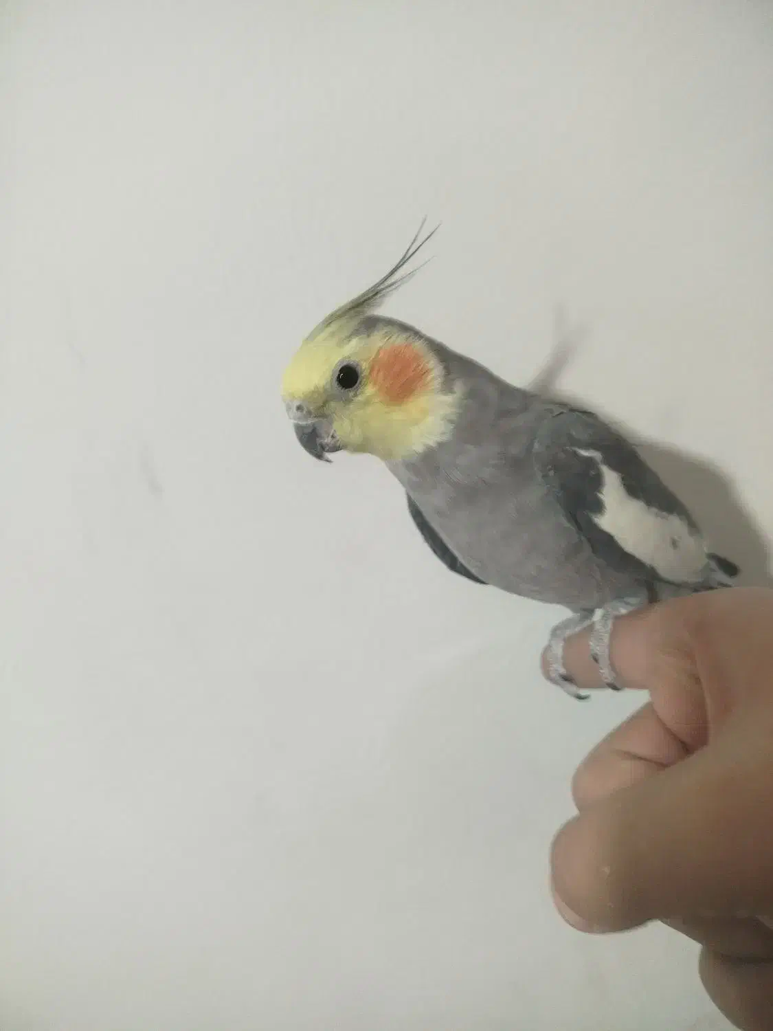 عروس هلندی نر دستی سخنگو با قفس و قفس جدا|پرنده|فولادشهر, مسکن مهر فولادشهر|دیوار